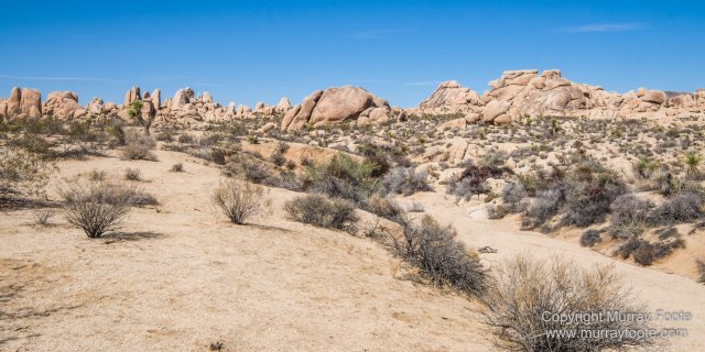 Desert, Hidden Valley, Joshua Tree National Park, Jumbo Rocks, Landscape, Nature, Photography, Travel, Wilderness, Wildlife
