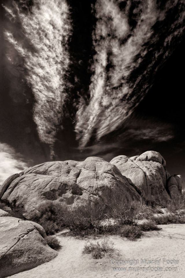 Black and White, Desert, Infrared, Joshua Tree National Park, Landscape, Monochrome, Nature, Photography, Salton Sea, Travel, Wildlife