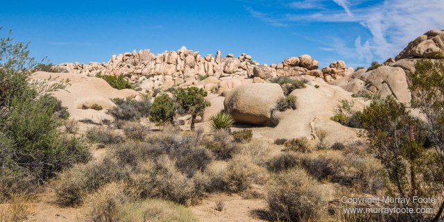 Desert, Hidden Valley, Joshua Tree National Park, Jumbo Rocks, Landscape, Nature, Photography, Travel, Wilderness, Wildlife