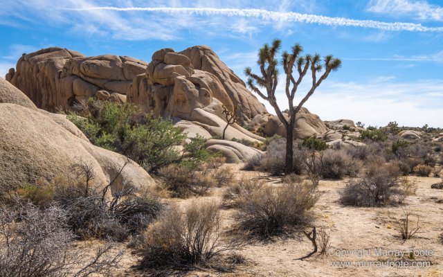 Desert, Hidden Valley, Joshua Tree National Park, Jumbo Rocks, Landscape, Nature, Photography, Travel, Wilderness, Wildlife