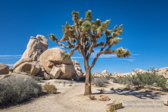 Desert, Hidden Valley, Joshua Tree National Park, Jumbo Rocks, Landscape, Nature, Photography, Travel, Wilderness, Wildlife