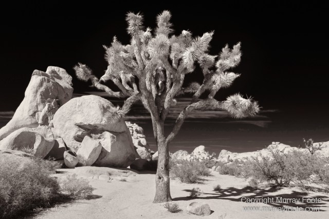 Black and White, Desert, Infrared, Joshua Tree National Park, Landscape, Monochrome, Nature, Photography, Salton Sea, Travel, Wildlife
