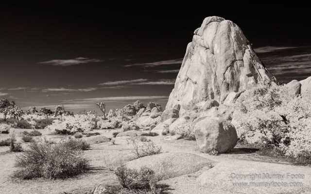 Black and White, Desert, Infrared, Joshua Tree National Park, Landscape, Monochrome, Nature, Photography, Salton Sea, Travel, Wildlife