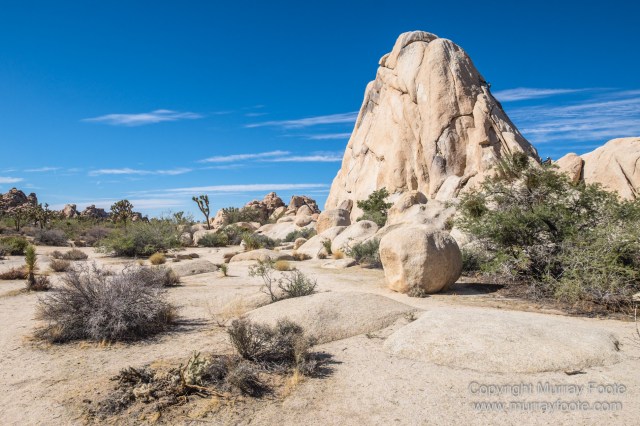 Desert, Hidden Valley, Joshua Tree National Park, Jumbo Rocks, Landscape, Nature, Photography, Travel, Wilderness, Wildlife