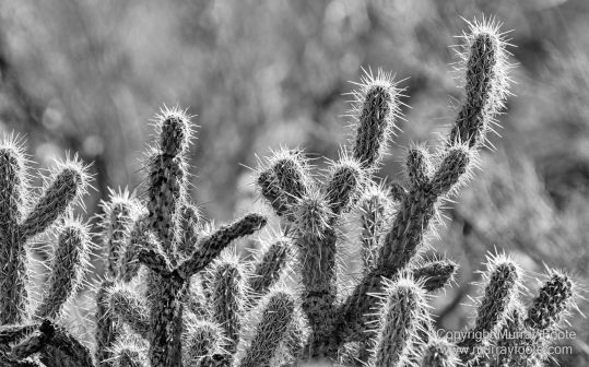 Art, Black and White, Infrared, Landscape, Los Angeles, Los Angeles County Museum of Art, Monochrome, Nature, Photography, Salton Sea, Sculpture, Travel, Wilderness