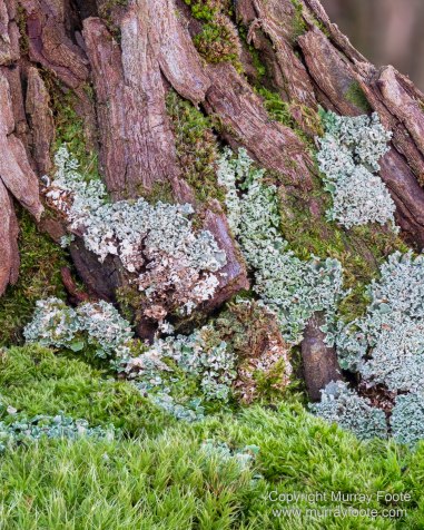 Architecture, Australia, Canberra, Focus stacking, Kangaroos, Landscape, Macro, Nature, New South Wales, Photography, seascape, Table Tennis, Travel, Wildlife