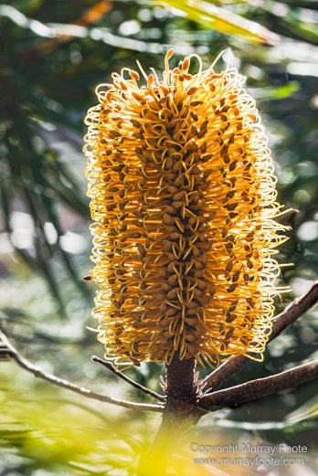 Architecture, Australia, Canberra, Focus stacking, Kangaroos, Landscape, Macro, Nature, New South Wales, Photography, seascape, Table Tennis, Travel, Wildlife