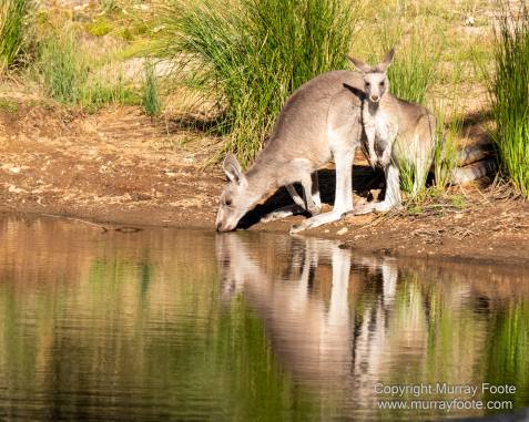 Architecture, Australia, Canberra, Focus stacking, Kangaroos, Landscape, Macro, Nature, New South Wales, Photography, seascape, Table Tennis, Travel, Wildlife