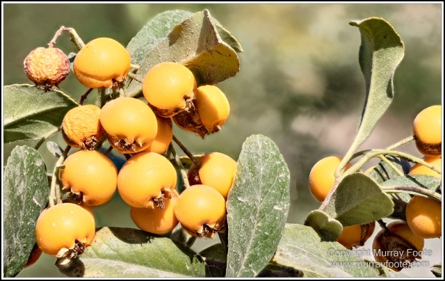 Architecture, Ceramics, Dor-us Siyodat, Dor-ut Tilovat, History, Kok Gumbaz Mosque, Landscape, Photography, Shakhrisabz, Street photography, Travel