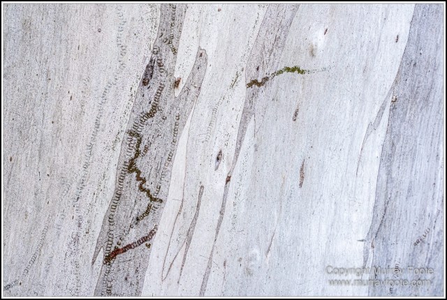 Infrared, Landscape, Mount Tambourine, Nature, Photography, Rainforest, Skywalk, Travel, Wilderness, Wildlife