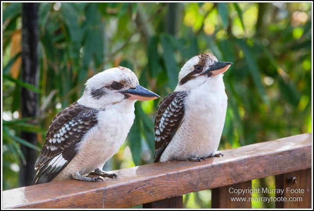  Australia, Brisbane, Butcher Bird, Kookaburras, Landscape, Magpie, Nature, Photography, Queensland, Rainbow Lorikeets, Travel, Wildlife