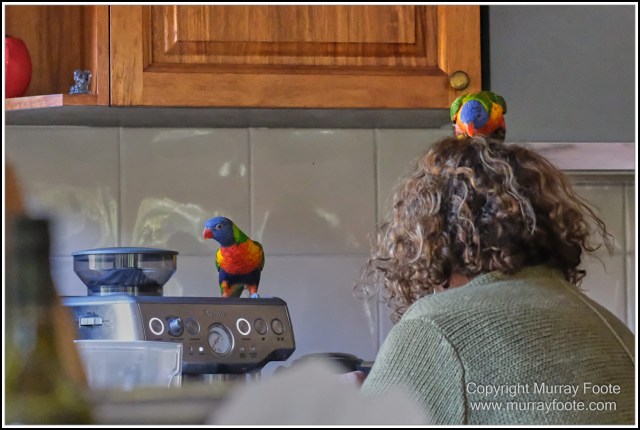  Australia, Brisbane, Butcher Bird, Kookaburras, Landscape, Magpie, Nature, Photography, Queensland, Rainbow Lorikeets, Travel, Wildlife