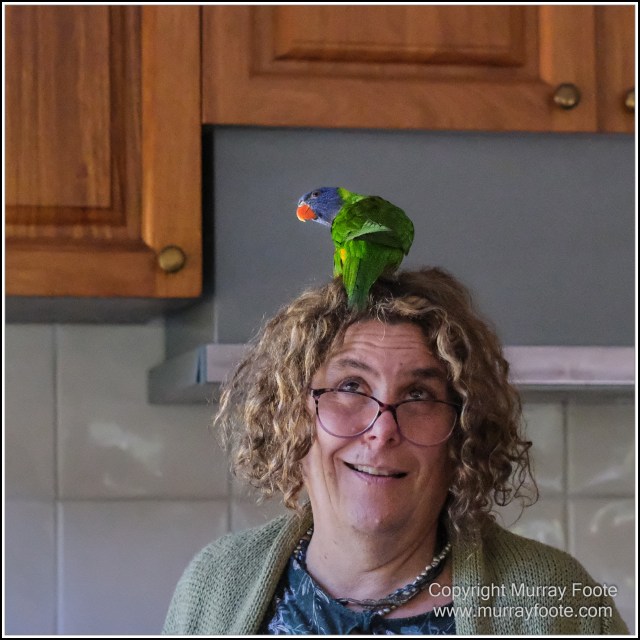  Australia, Brisbane, Butcher Bird, Kookaburras, Landscape, Magpie, Nature, Photography, Queensland, Rainbow Lorikeets, Travel, Wildlife