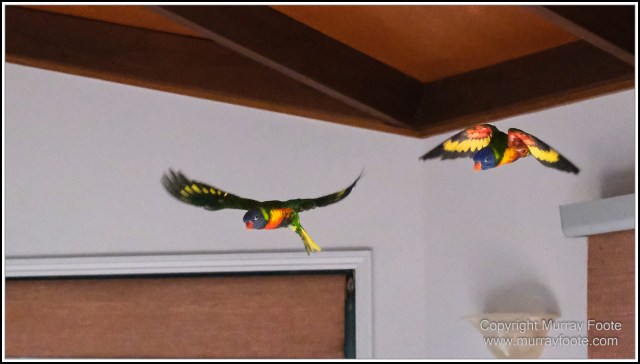  Australia, Brisbane, Butcher Bird, Kookaburras, Landscape, Magpie, Nature, Photography, Queensland, Rainbow Lorikeets, Travel, Wildlife