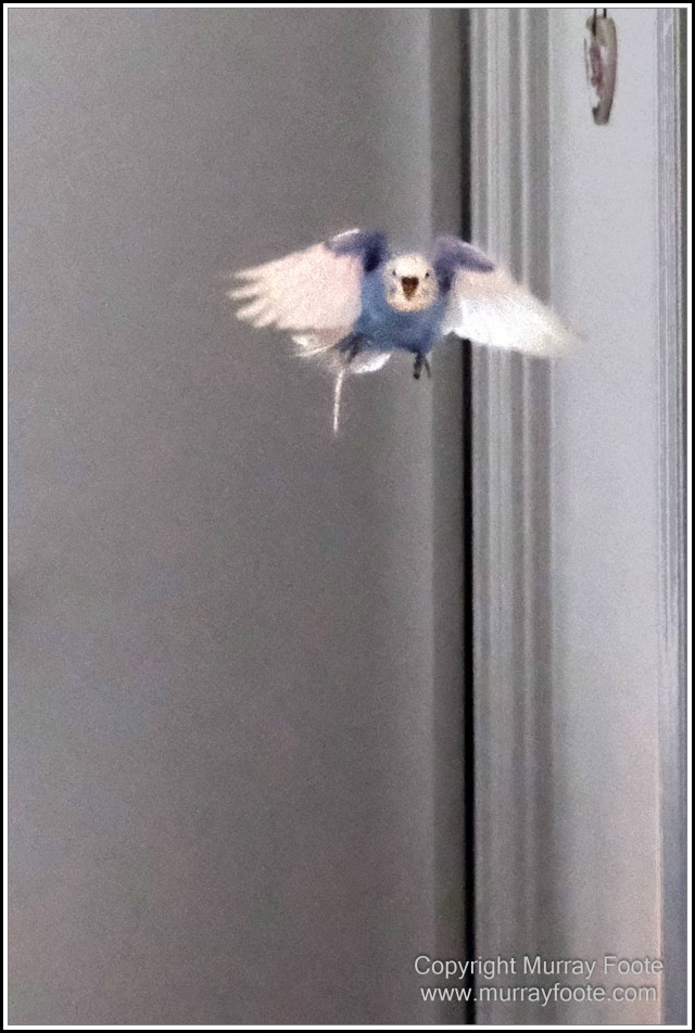  Australia, Brisbane, Butcher Bird, Kookaburras, Landscape, Magpie, Nature, Photography, Queensland, Rainbow Lorikeets, Travel, Wildlife