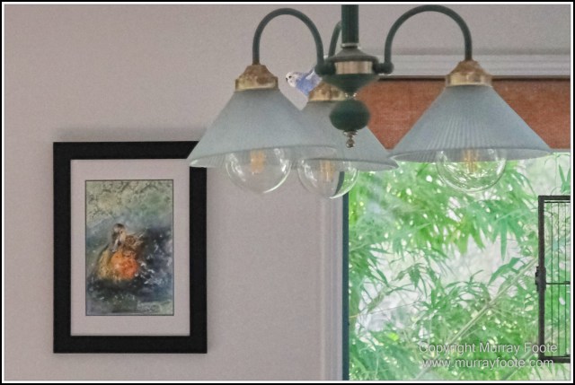  Australia, Brisbane, Butcher Bird, Kookaburras, Landscape, Magpie, Nature, Photography, Queensland, Rainbow Lorikeets, Travel, Wildlife