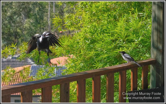 Australia, Brisbane, Butcher Bird, Kookaburras, Landscape, Magpie, Nature, Photography, Queensland, Rainbow Lorikeets, Travel, Wildlife