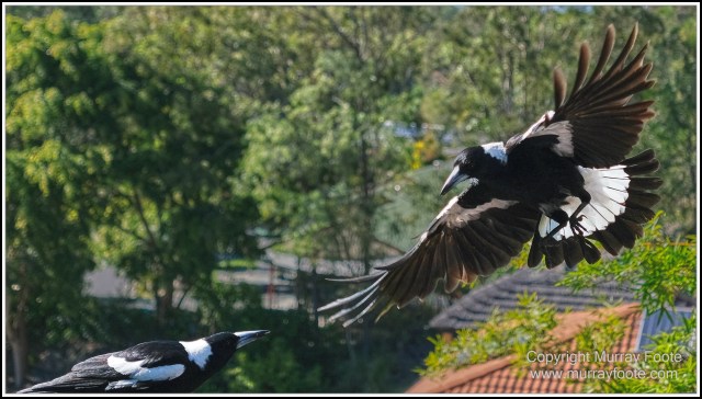  Australia, Brisbane, Butcher Bird, Kookaburras, Landscape, Magpie, Nature, Photography, Queensland, Rainbow Lorikeets, Travel, Wildlife