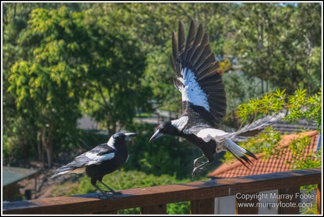  Australia, Brisbane, Butcher Bird, Kookaburras, Landscape, Magpie, Nature, Photography, Queensland, Rainbow Lorikeets, Travel, Wildlife