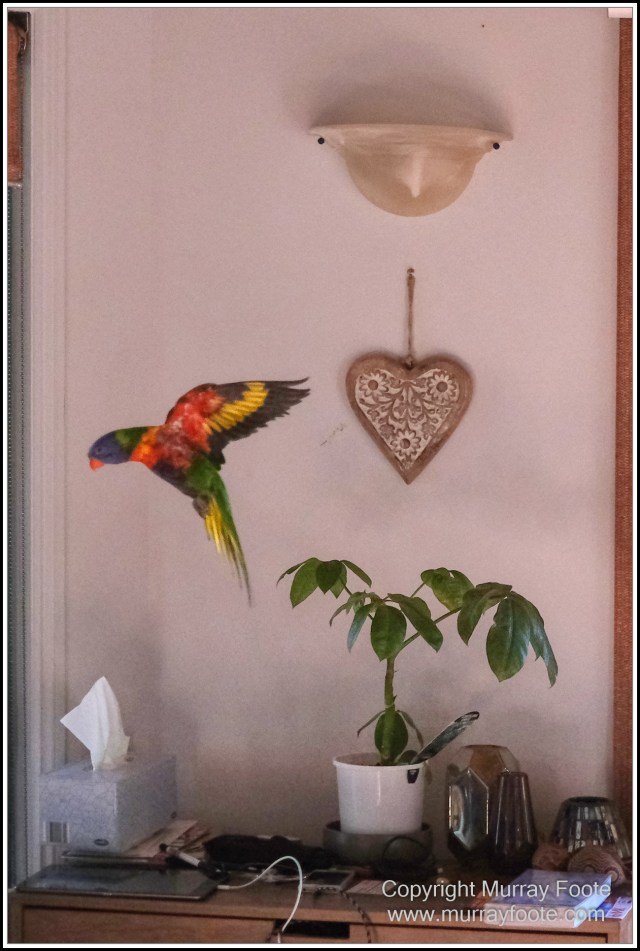  Australia, Brisbane, Butcher Bird, Kookaburras, Landscape, Magpie, Nature, Photography, Queensland, Rainbow Lorikeets, Travel, Wildlife