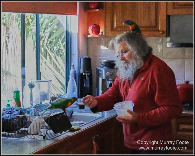  Australia, Brisbane, Butcher Bird, Kookaburras, Landscape, Magpie, Nature, Photography, Queensland, Rainbow Lorikeets, Travel, Wildlife