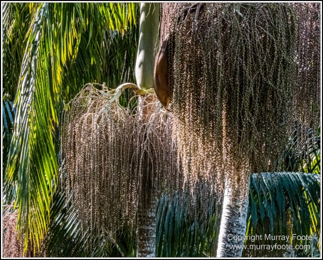 Infrared, Landscape, Mount Tambourine, Nature, Photography, Rainforest, Skywalk, Travel, Wilderness, Wildlife