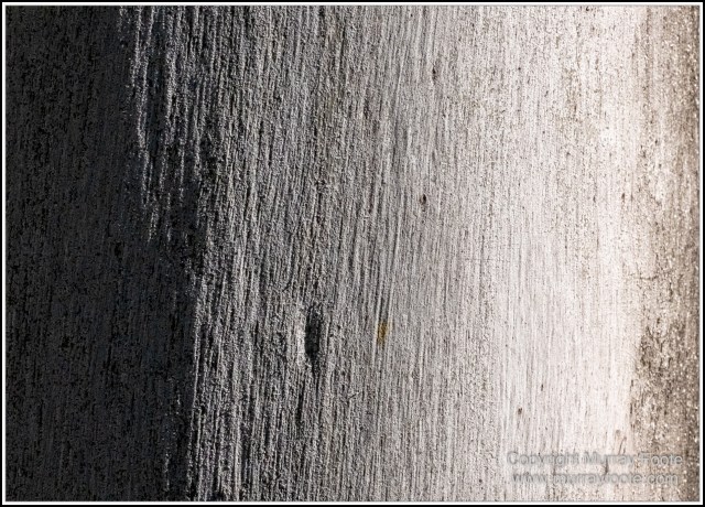 Infrared, Landscape, Mount Tambourine, Nature, Photography, Rainforest, Skywalk, Travel, Wilderness, Wildlife