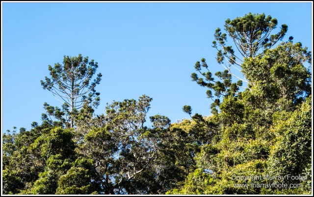 Infrared, Landscape, Mount Tambourine, Nature, Photography, Rainforest, Skywalk, Travel, Wilderness, Wildlife