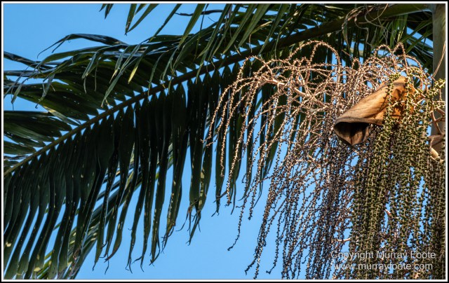 Infrared, Landscape, Mount Tambourine, Nature, Photography, Rainforest, Skywalk, Travel, Wilderness, Wildlife