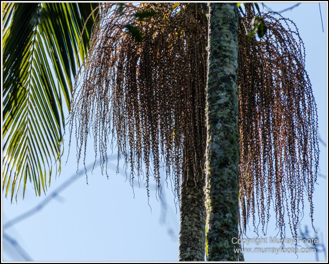 Infrared, Landscape, Mount Tambourine, Nature, Photography, Rainforest, Skywalk, Travel, Wilderness, Wildlife