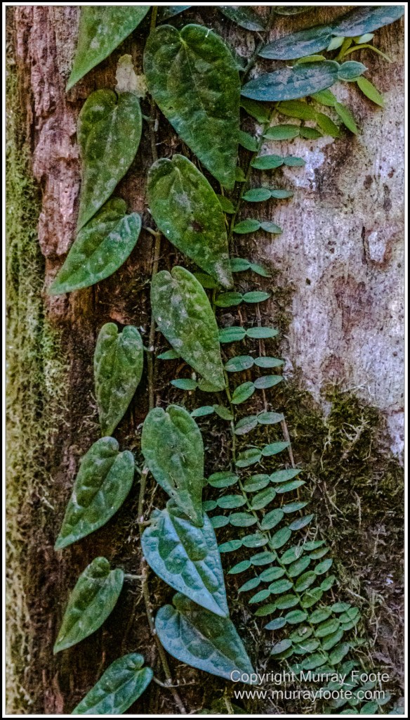 Infrared, Landscape, Mount Tambourine, Nature, Photography, Rainforest, Skywalk, Travel, Wilderness, Wildlife