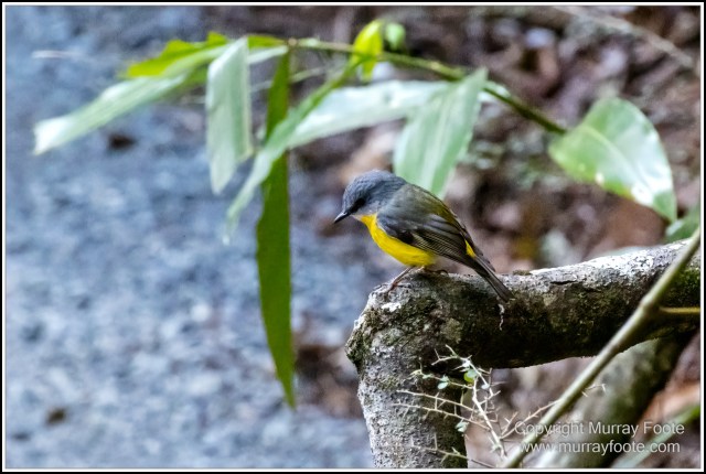 Infrared, Landscape, Mount Tambourine, Nature, Photography, Rainforest, Skywalk, Travel, Wilderness, Wildlife