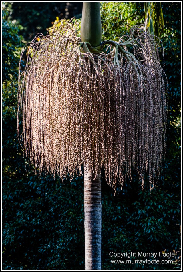 Infrared, Landscape, Mount Tambourine, Nature, Photography, Rainforest, Skywalk, Travel, Wilderness, Wildlife