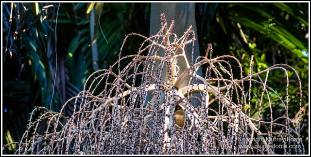 Infrared, Landscape, Mount Tambourine, Nature, Photography, Rainforest, Skywalk, Travel, Wilderness, Wildlife
