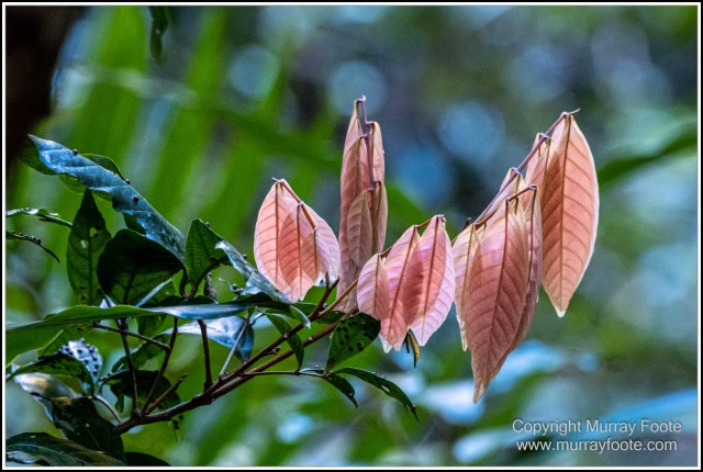 Infrared, Landscape, Mount Tambourine, Nature, Photography, Rainforest, Skywalk, Travel, Wilderness, Wildlife