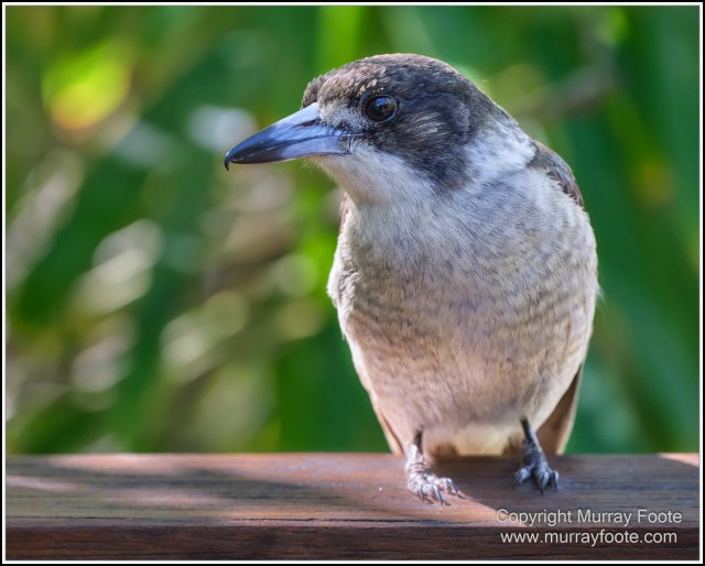  Australia, Brisbane, Butcher Bird, Kookaburras, Landscape, Magpie, Nature, Photography, Queensland, Rainbow Lorikeets, Travel, Wildlife