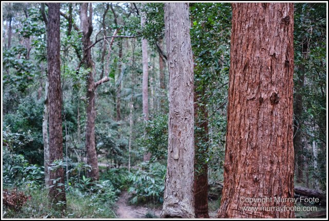  Australia, Brisbane, Butcher Bird, Kookaburras, Landscape, Magpie, Nature, Photography, Queensland, Rainbow Lorikeets, Travel, Wildlife