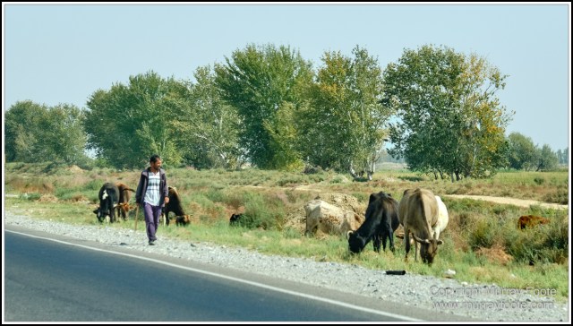 Landscape, Photography, Samarkand, Street photography, Tashkent, Travel, Uzbekistan