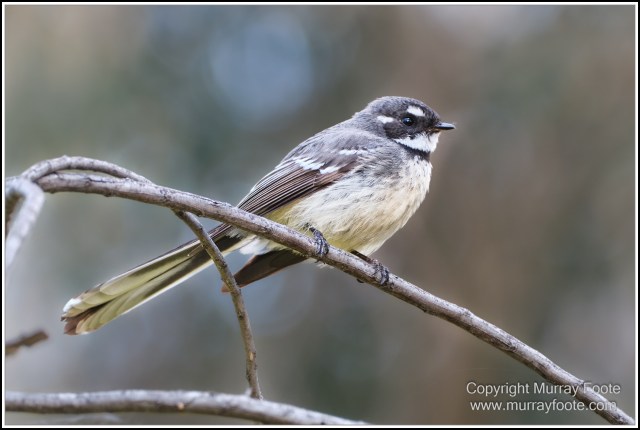 Australia, Australian Wood Ducks, Birds, Canberra, Cockatoo, Cunningham's Skink, Eastern Rosellas, Galahs, Kangaroos, Kookaburras, Little Corella, Magpie, Nature, Photography, Travel, Wildlife