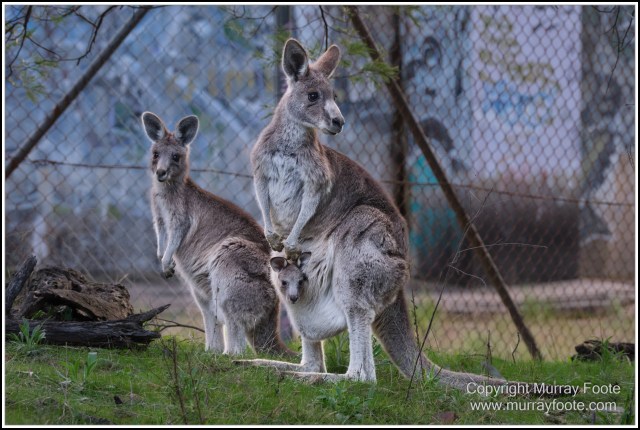 Australia, Australian Wood Ducks, Birds, Canberra, Cockatoo, Cunningham's Skink, Eastern Rosellas, Galahs, Kangaroos, Kookaburras, Little Corella, Magpie, Nature, Photography, Travel, Wildlife