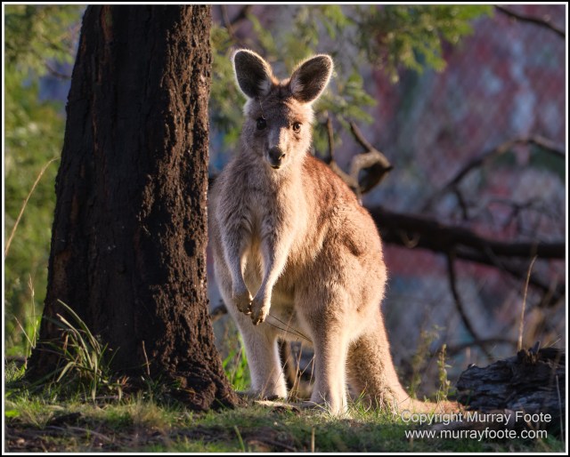 Australia, Australian Wood Ducks, Birds, Canberra, Cockatoo, Cunningham's Skink, Eastern Rosellas, Galahs, Kangaroos, Kookaburras, Little Corella, Magpie, Nature, Photography, Travel, Wildlife
