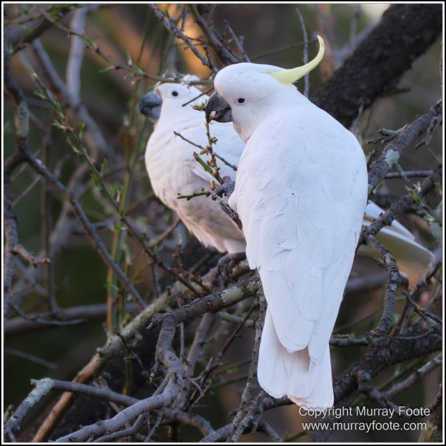 Australia, Australian Wood Ducks, Birds, Canberra, Cockatoo, Cunningham's Skink, Eastern Rosellas, Galahs, Kangaroos, Kookaburras, Little Corella, Magpie, Nature, Photography, Travel, Wildlife