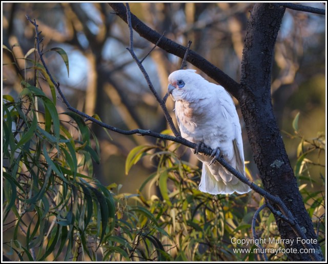 Australia, Australian Wood Ducks, Birds, Canberra, Cockatoo, Cunningham's Skink, Eastern Rosellas, Galahs, Kangaroos, Kookaburras, Little Corella, Magpie, Nature, Photography, Travel, Wildlife