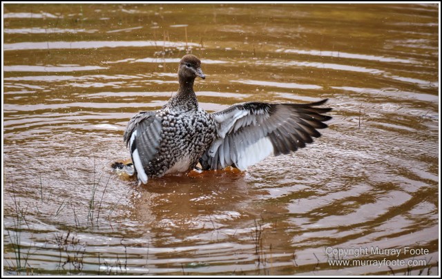 Australia, Australian Wood Ducks, Birds, Canberra, Cockatoo, Cunningham's Skink, Eastern Rosellas, Galahs, Kangaroos, Kookaburras, Little Corella, Magpie, Nature, Photography, Travel, Wildlife