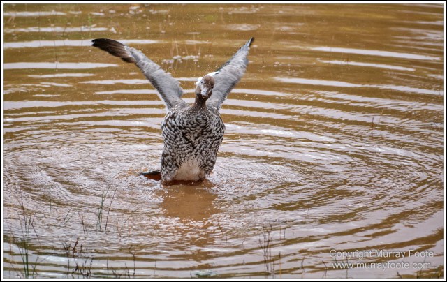 Australia, Australian Wood Ducks, Birds, Canberra, Cockatoo, Cunningham's Skink, Eastern Rosellas, Galahs, Kangaroos, Kookaburras, Little Corella, Magpie, Nature, Photography, Travel, Wildlife