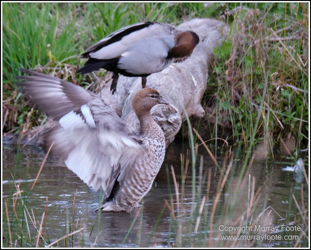 Australia, Australian Wood Ducks, Birds, Canberra, Cockatoo, Cunningham's Skink, Eastern Rosellas, Galahs, Kangaroos, Kookaburras, Little Corella, Magpie, Nature, Photography, Travel, Wildlife