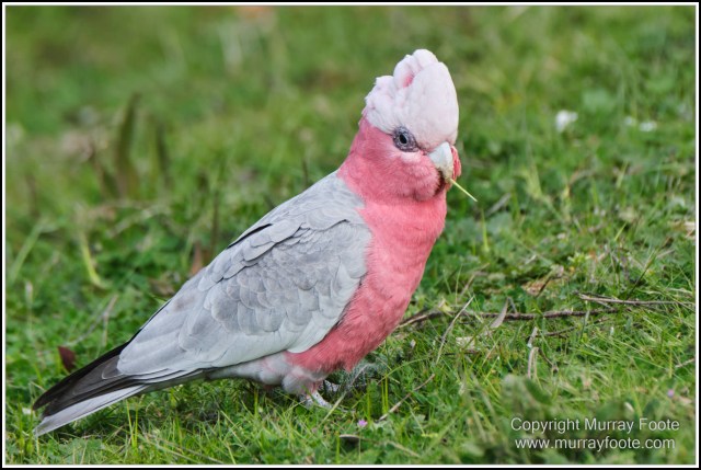 Australia, Australian Wood Ducks, Birds, Canberra, Cockatoo, Cunningham's Skink, Eastern Rosellas, Galahs, Kangaroos, Kookaburras, Little Corella, Magpie, Nature, Photography, Travel, Wildlife