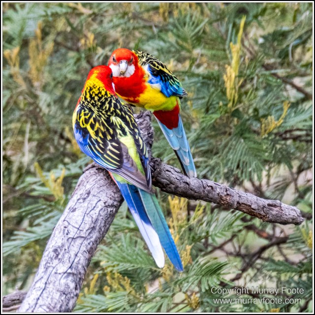 Australia, Australian Wood Ducks, Birds, Canberra, Cockatoo, Cunningham's Skink, Eastern Rosellas, Galahs, Kangaroos, Kookaburras, Little Corella, Magpie, Nature, Photography, Travel, Wildlife