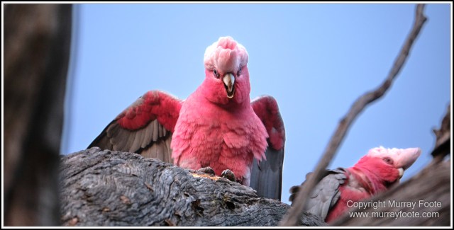 Australia, Australian Wood Ducks, Birds, Canberra, Cockatoo, Cunningham's Skink, Eastern Rosellas, Galahs, Kangaroos, Kookaburras, Little Corella, Magpie, Nature, Photography, Travel, Wildlife