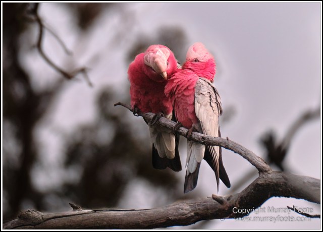 Australia, Australian Wood Ducks, Birds, Canberra, Cockatoo, Cunningham's Skink, Eastern Rosellas, Galahs, Kangaroos, Kookaburras, Little Corella, Magpie, Nature, Photography, Travel, Wildlife